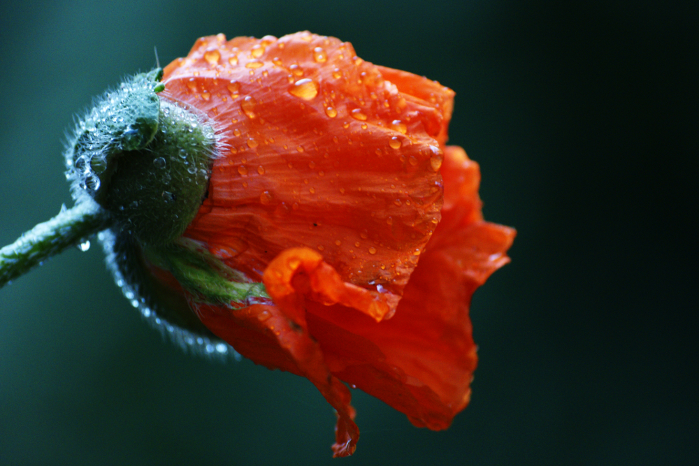 Mohn #03