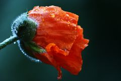 Mohn #03