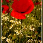 Mohn 03