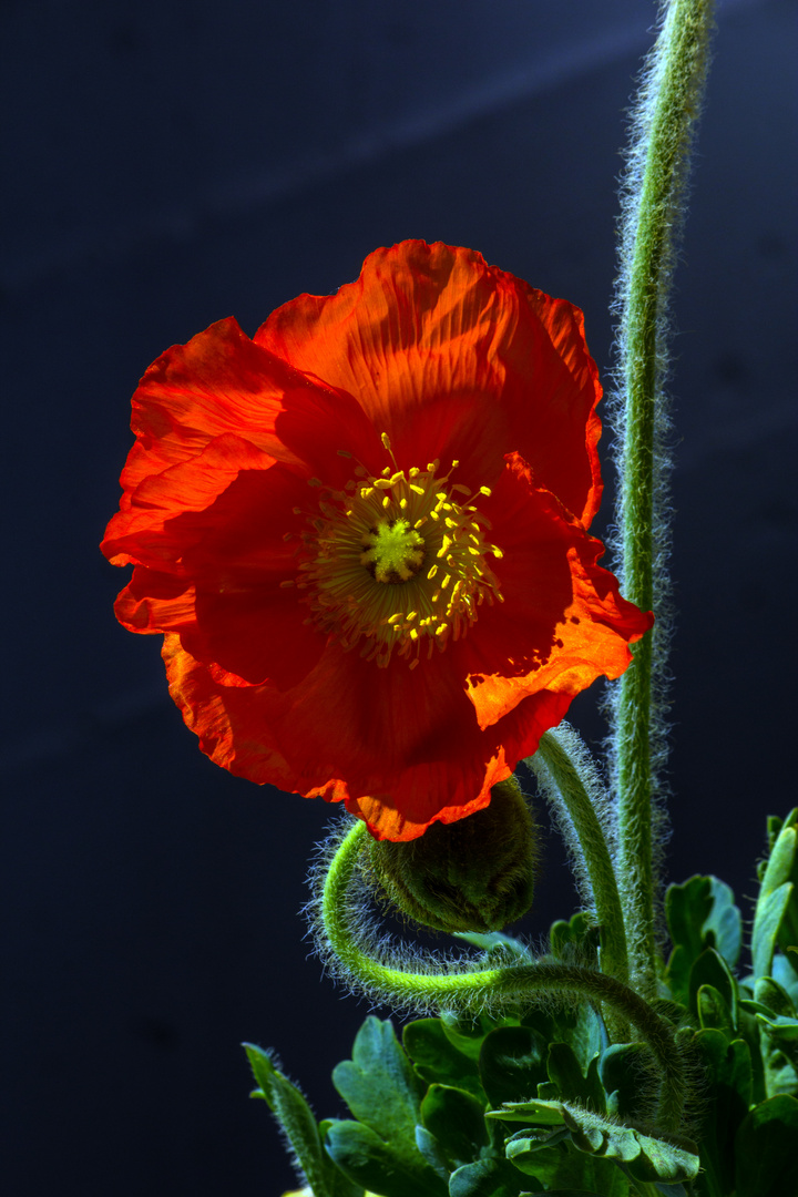 Mohn 03