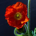 Mohn 03