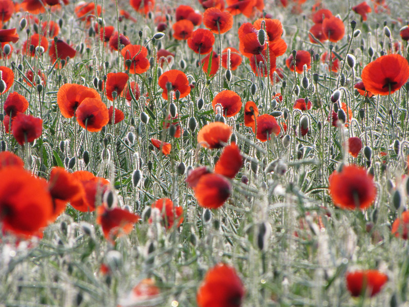 Mohn 03