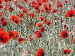 Mohn 03