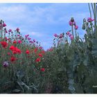 Mohn 03