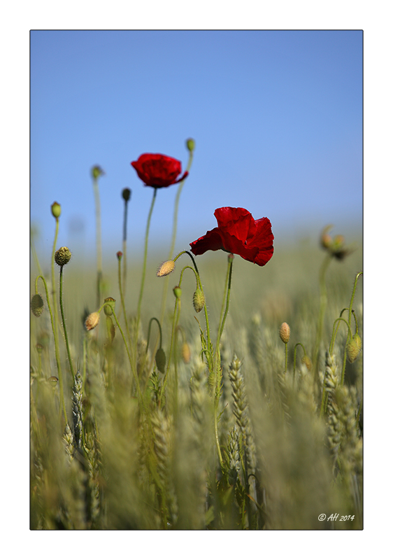 Mohn - 03/2014