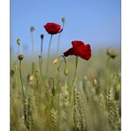 Mohn - 03/2014