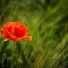 Mohn