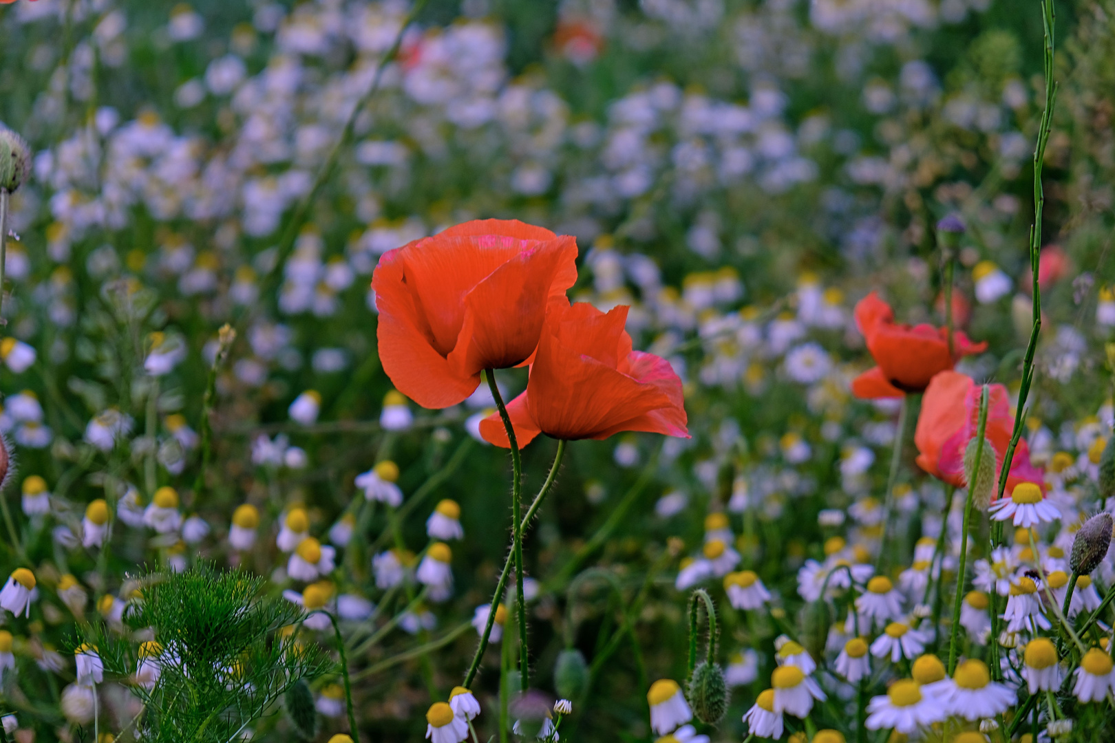 Mohn