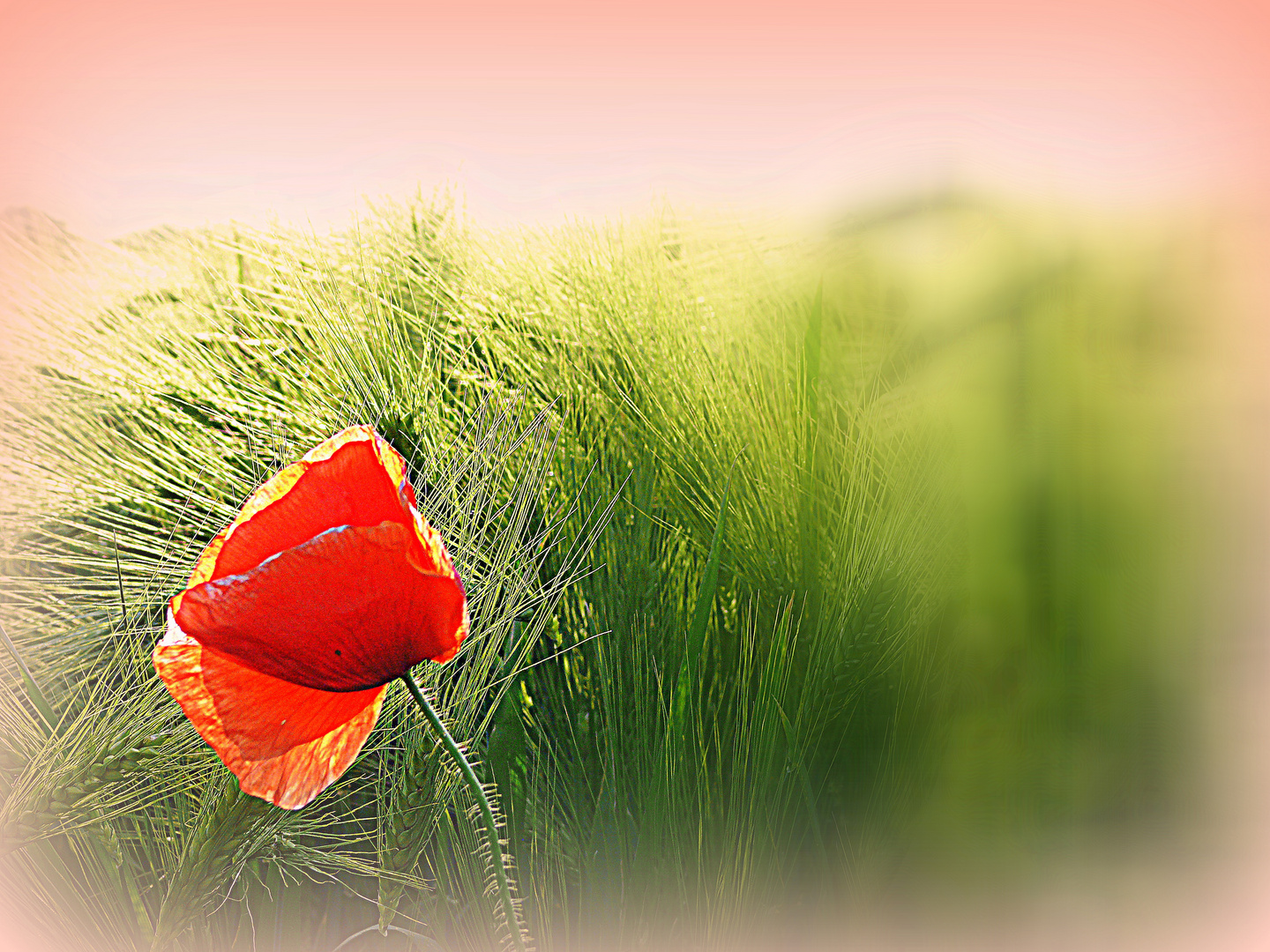 Mohn