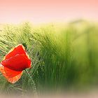 Mohn