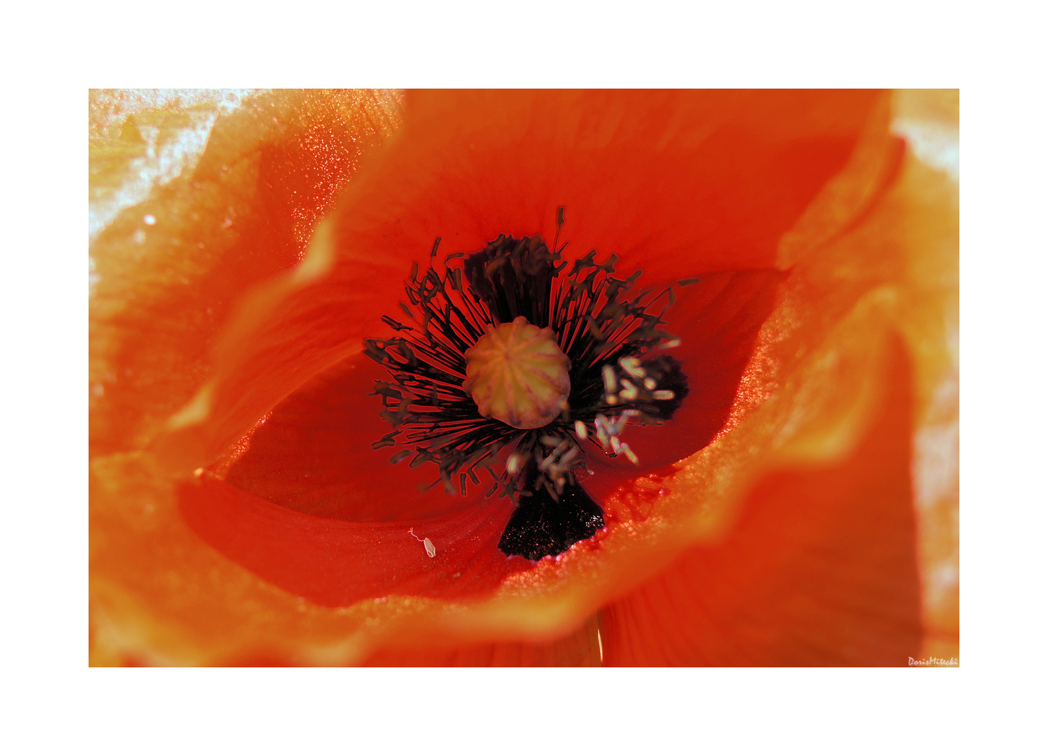 Mohn