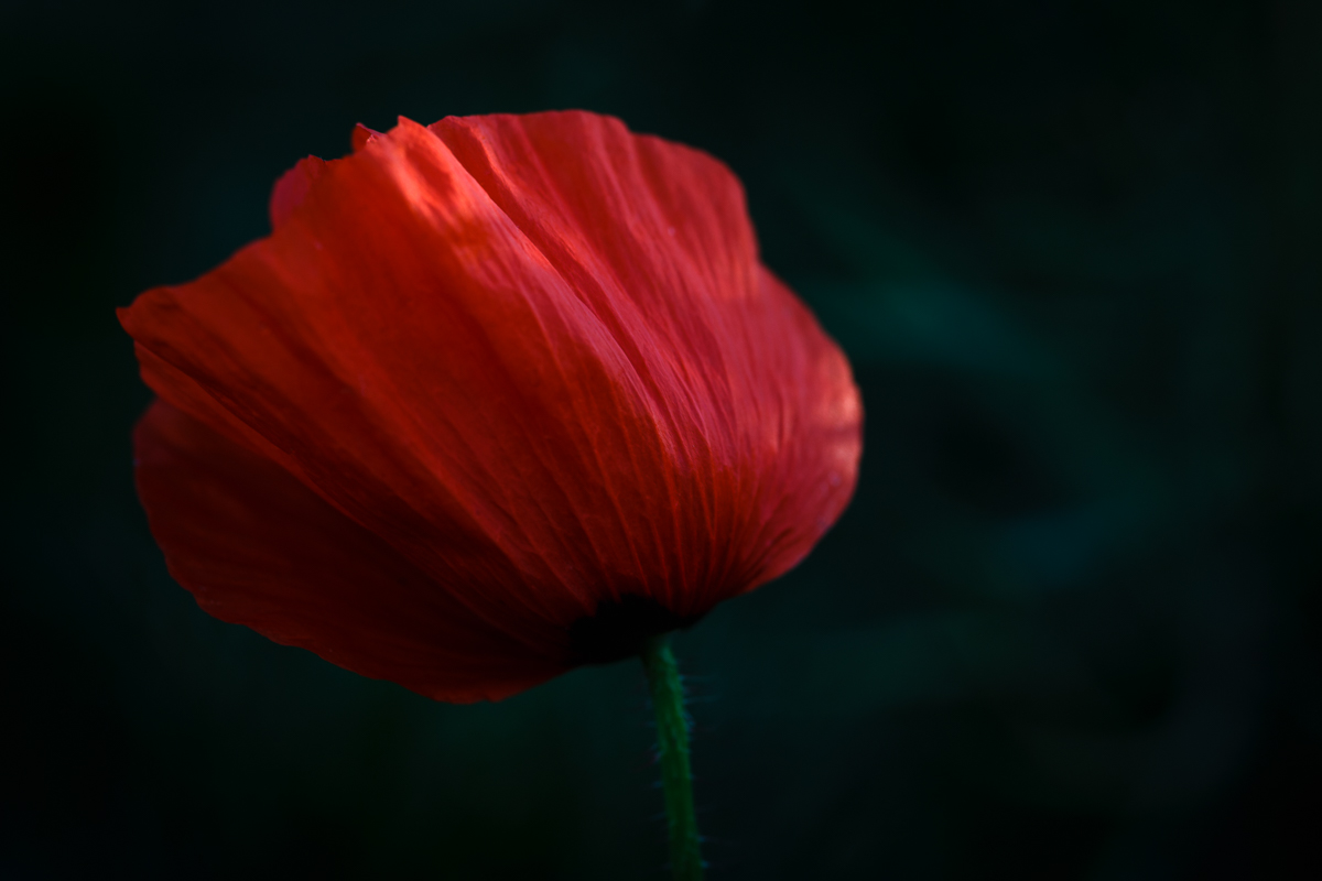 Mohn 04