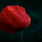 Mohn 04