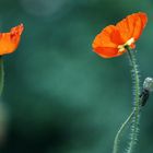 Mohn #04