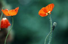 Mohn #04