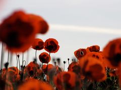 Mohn 04