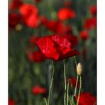 Mohn - 04/2014