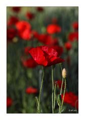 Mohn - 04/2014