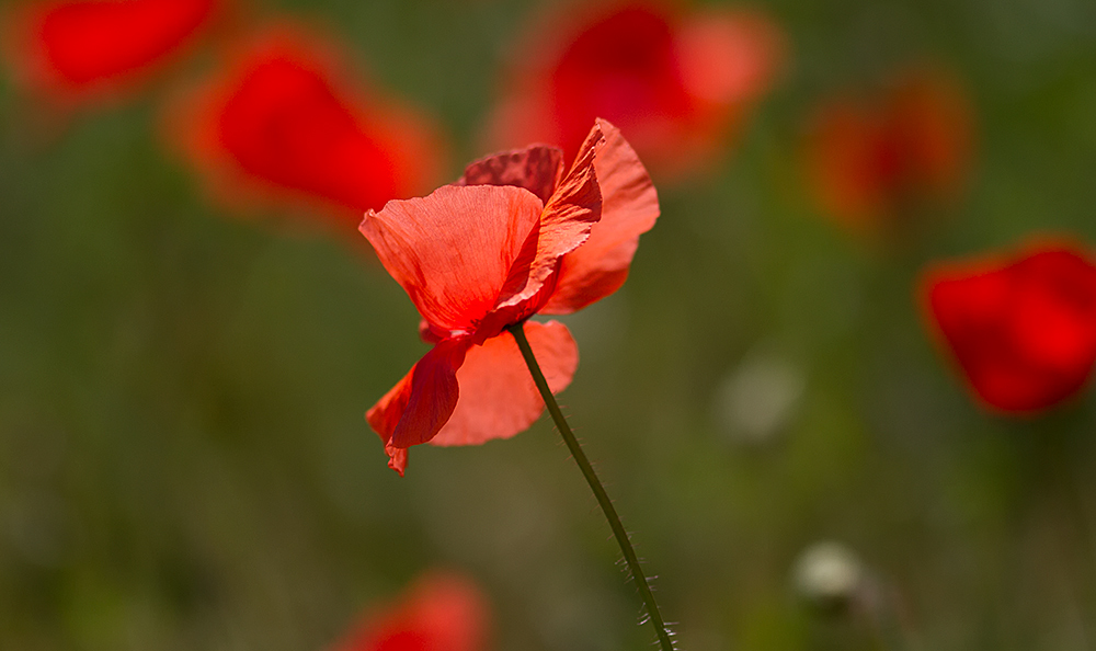 Mohn