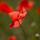 Mohn