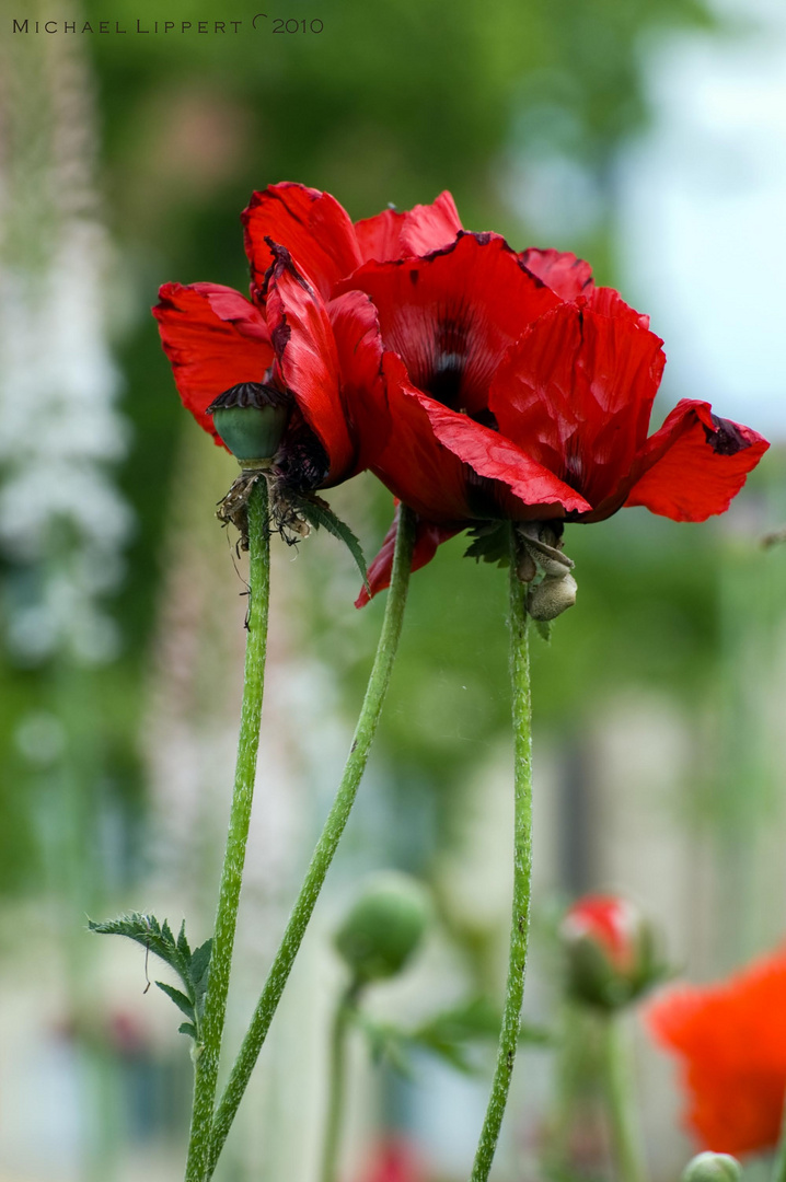 Mohn