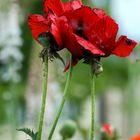 Mohn