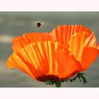 Mohn