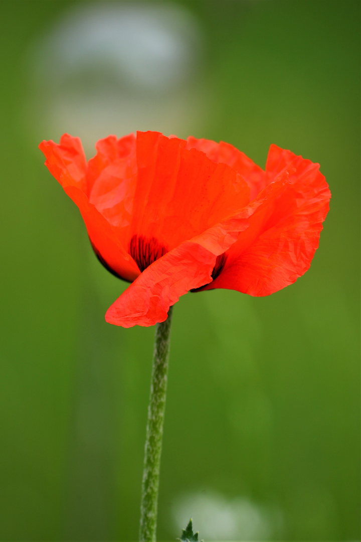 Mohn