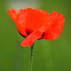 Mohn