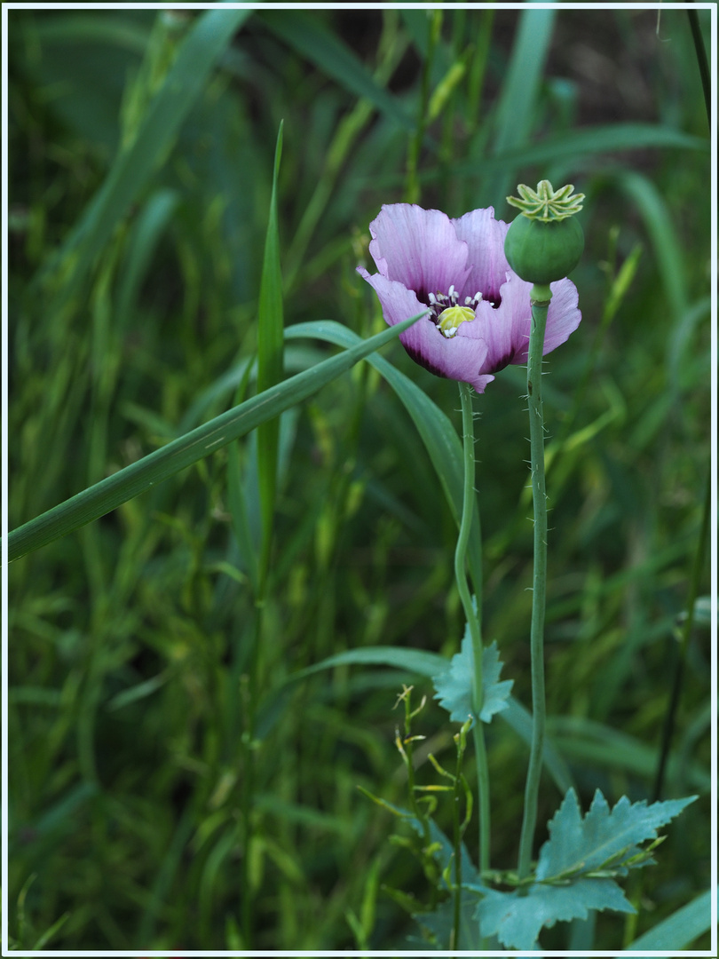 Mohn