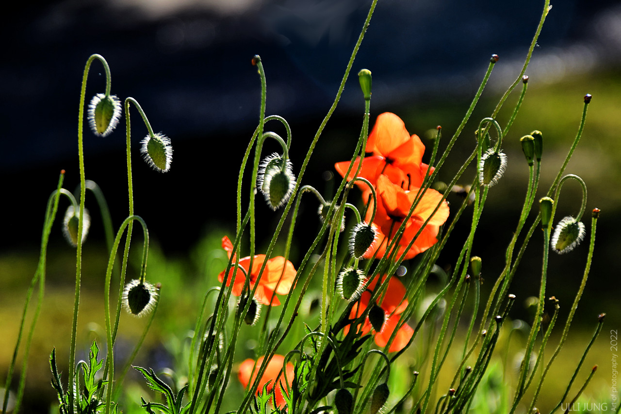 Mohn