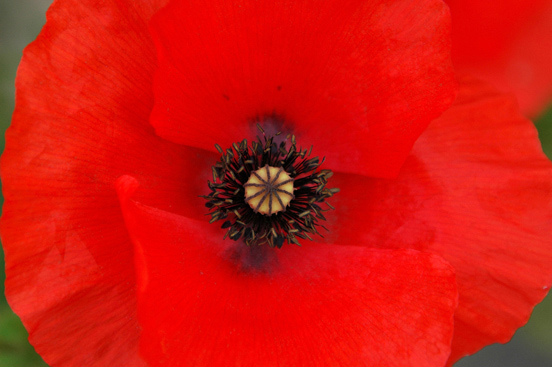 Mohn ...