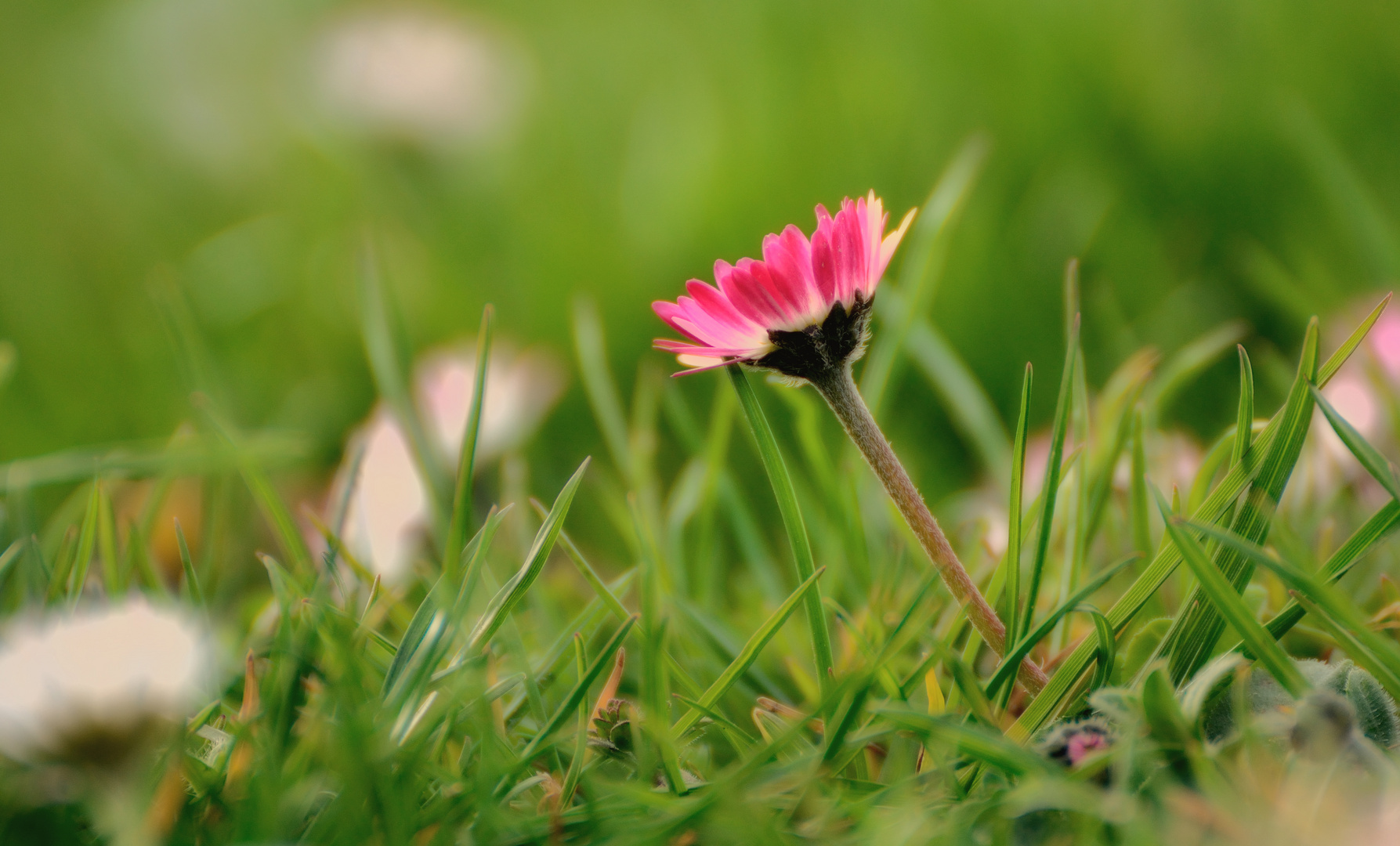 Mohn