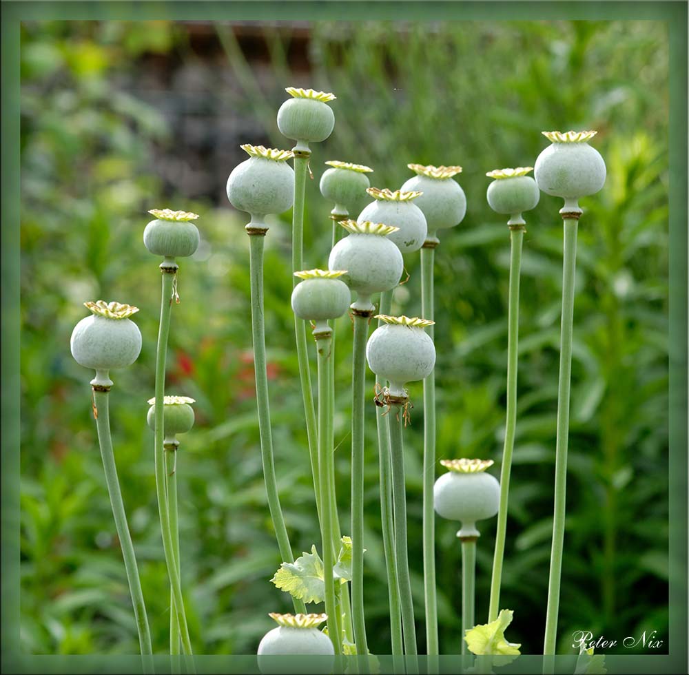 Mohn