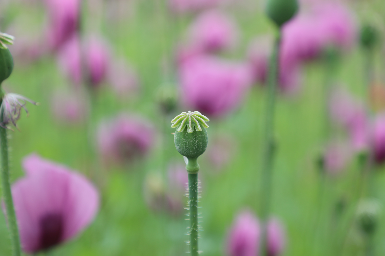 Mohn