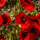 Mohn