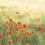 Mohn 05-2010