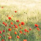 Mohn 05-2010