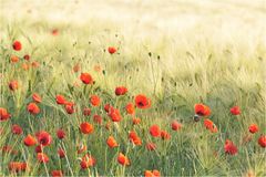 Mohn 05-2010