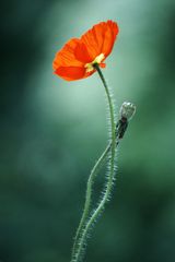 Mohn #05