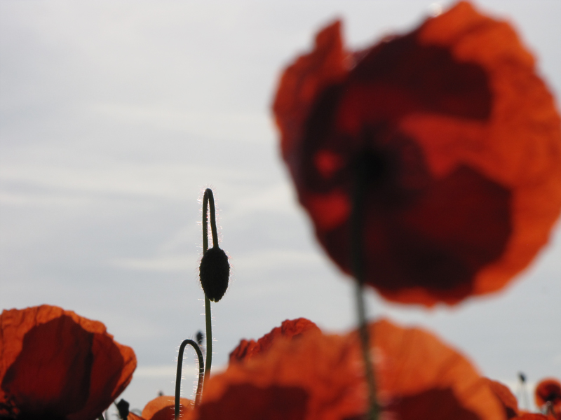 Mohn 05