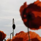 Mohn 05