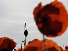 Mohn 05