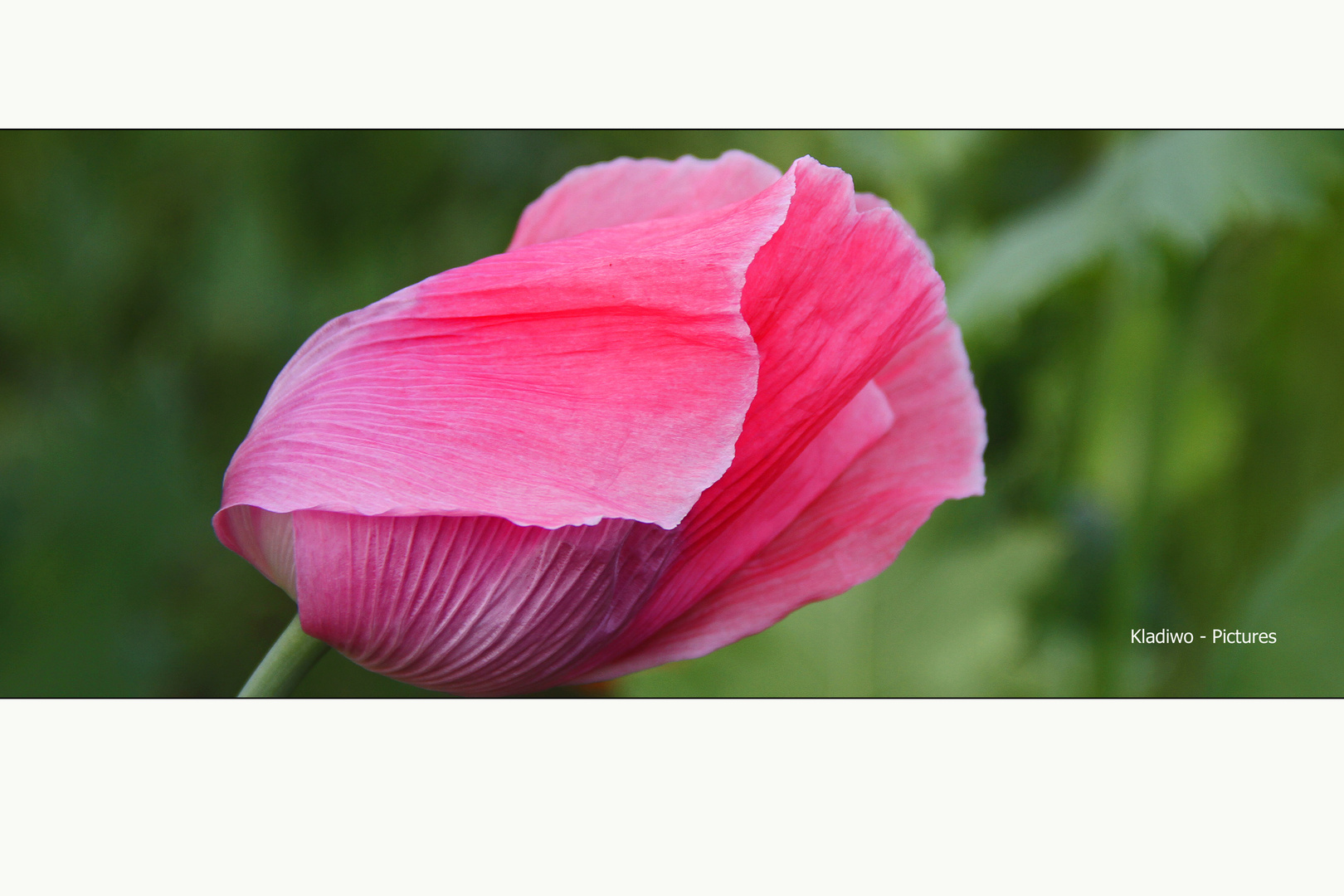 Mohn 05