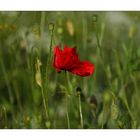 Mohn - 05/2014