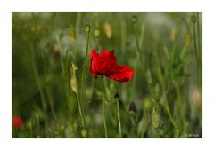 Mohn - 05/2014