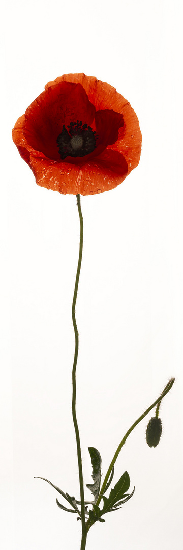 Mohn-05.2020-Focus-Stacking-30x90