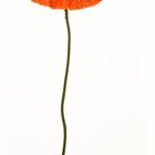 Mohn-05.2020-Focus-Stacking-30x90