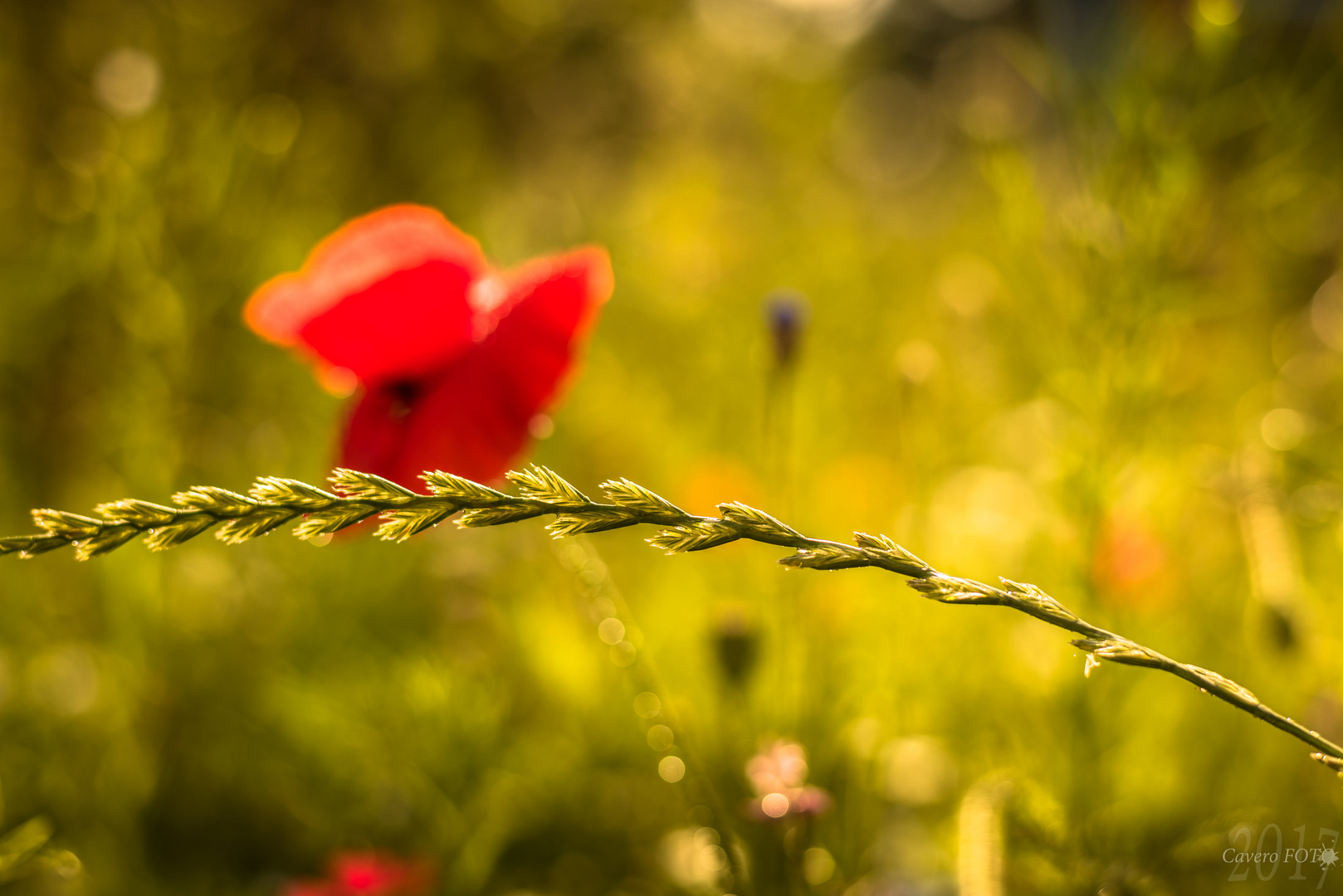 Mohn