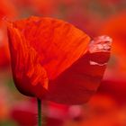 Mohn